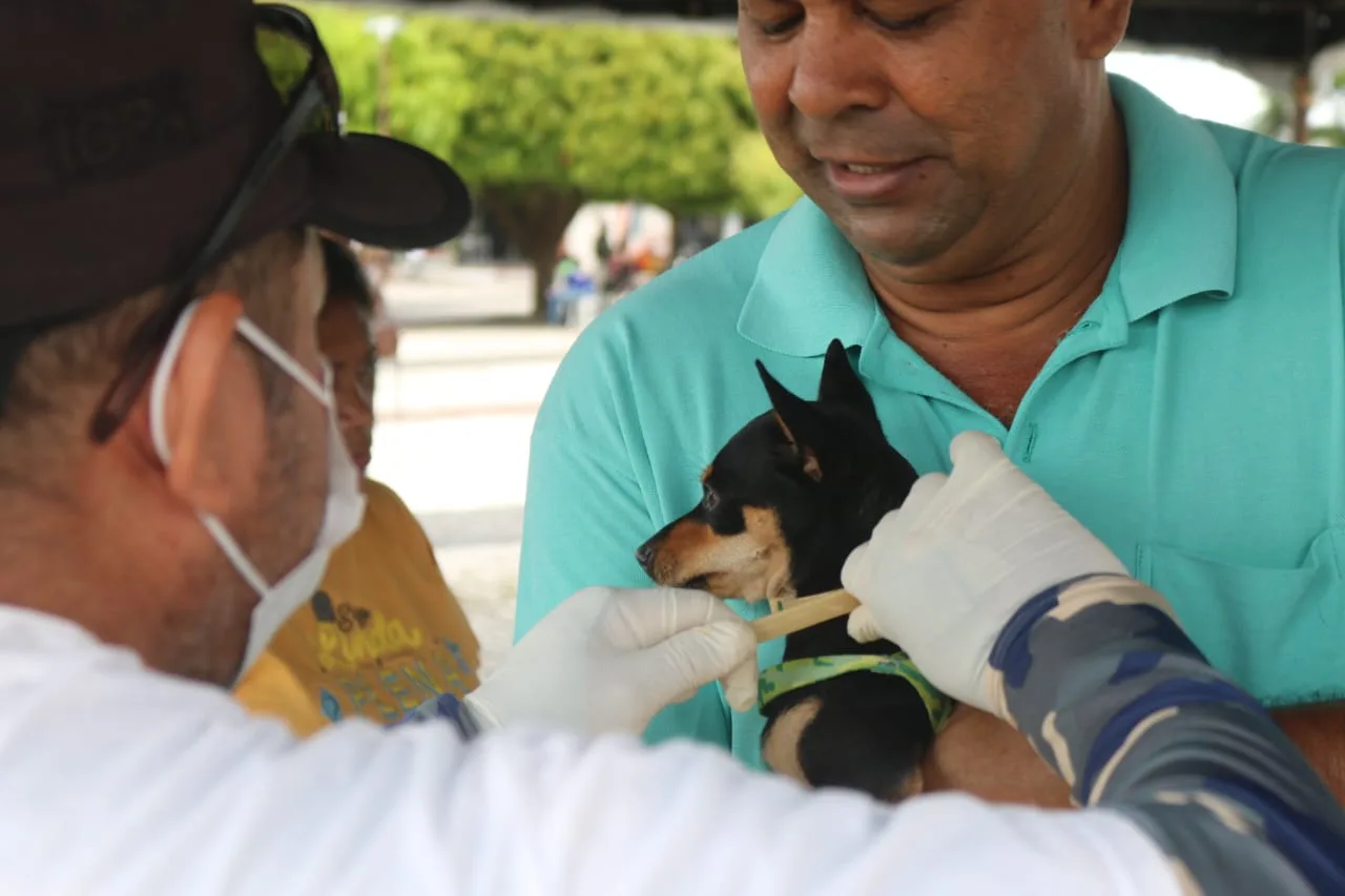 Profissionais de saúde veterinária aplicando vacina em um cão durante campanha.