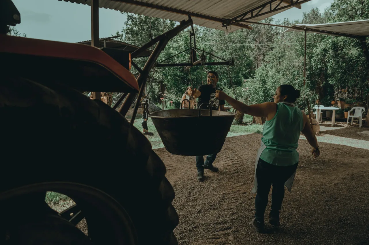 Agricultor trabalhando na colheita em plantação familiar no Ceará.