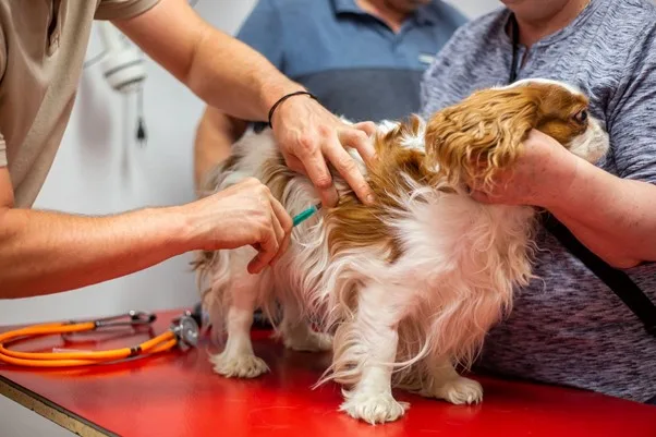 Cão recebendo dose de vacina em posto de atendimento de Fortaleza.