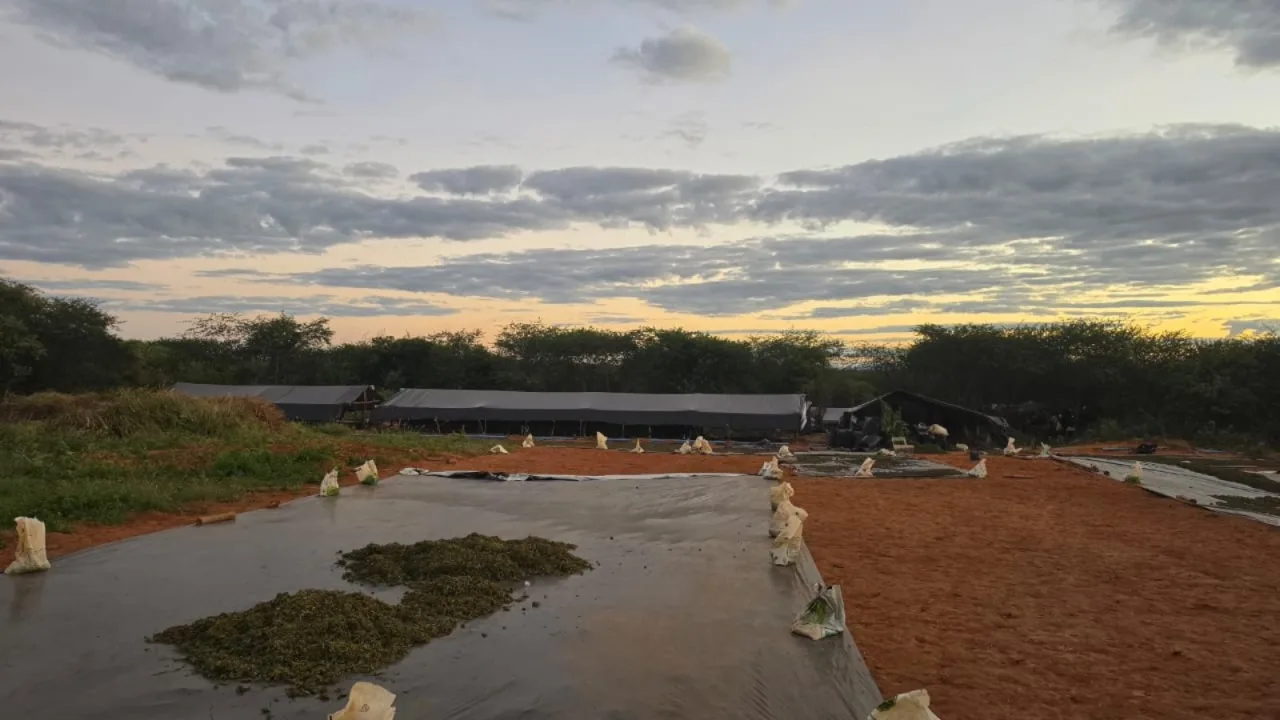 Vista aérea de área desmatada e plantação de maconha em Acopiara.