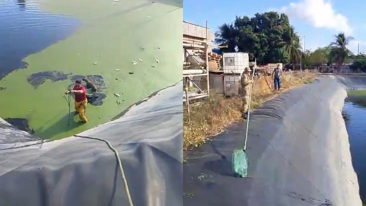 Equipe do Corpo de Bombeiros realizando o resgate de animais em reservatório.