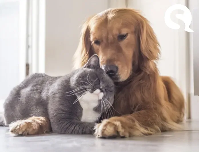 9ª Campanha de Adoção de Cães e Gatos será realizada nesta quinta-feira (12/03)