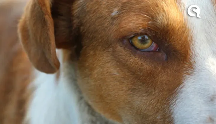 Cearense é atropelado por cães em calçada de São Paulo e morre