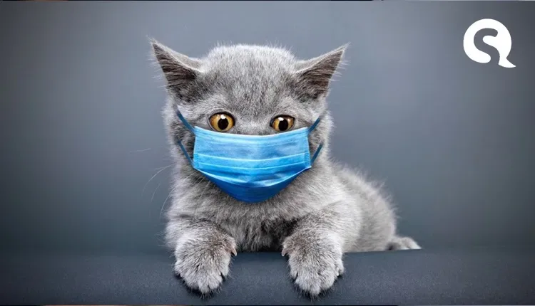 Hospital Veterinário do UNINTA promove Mesa Redonda, para debater sobre o câncer de mama em cadelas e gatas