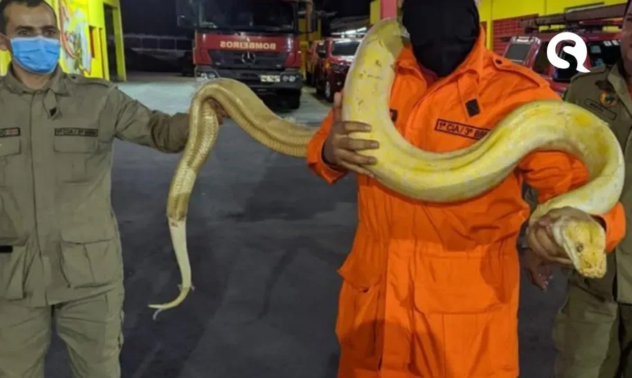 Cobra exótica resgatada em Mucambo permanece em clínica sem data para ser liberada