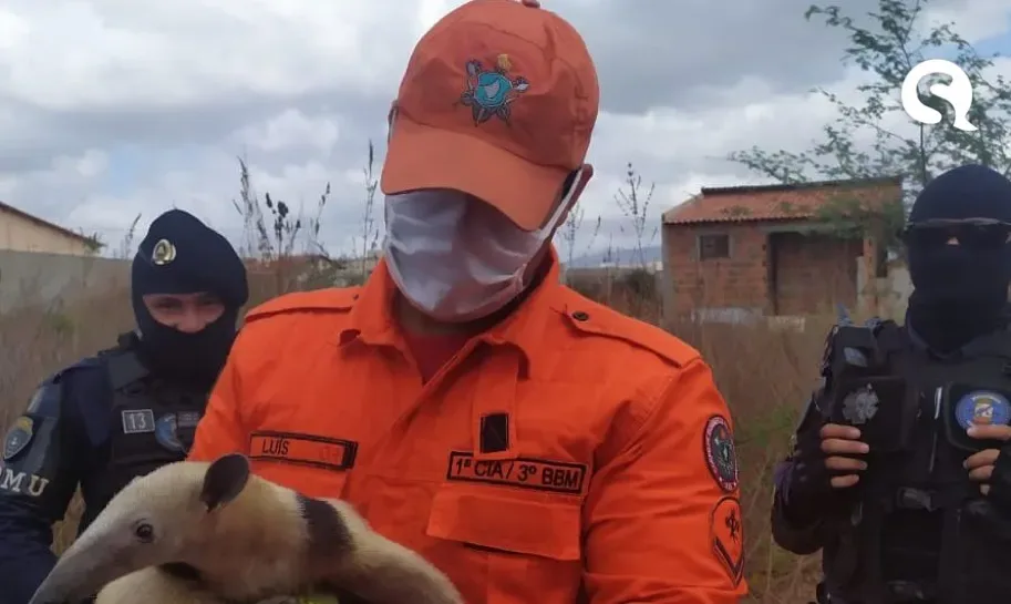 Tamanduá-mirim é resgatado pelo Corpo de Bombeiros, em Sobral