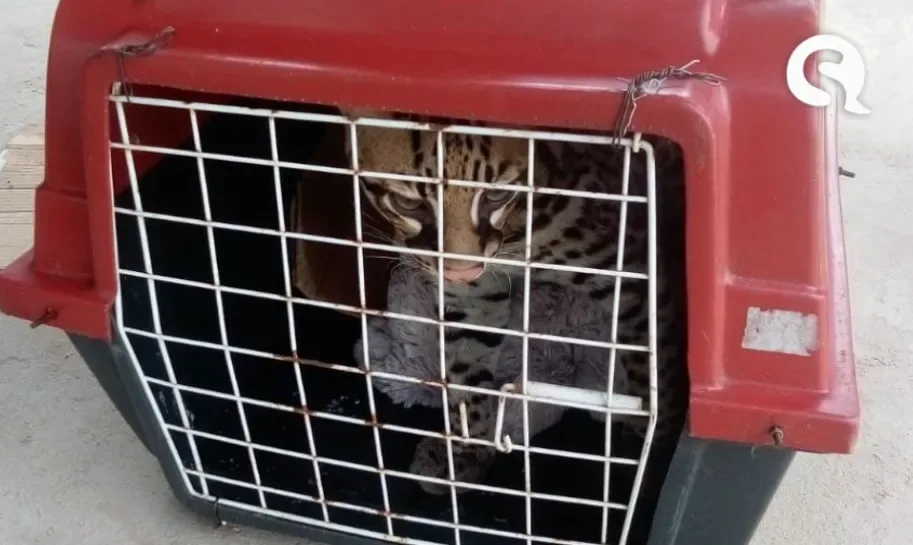 Mulher chama a Polícia ao perceber que gato que criava há 7 meses é uma jaguatirica