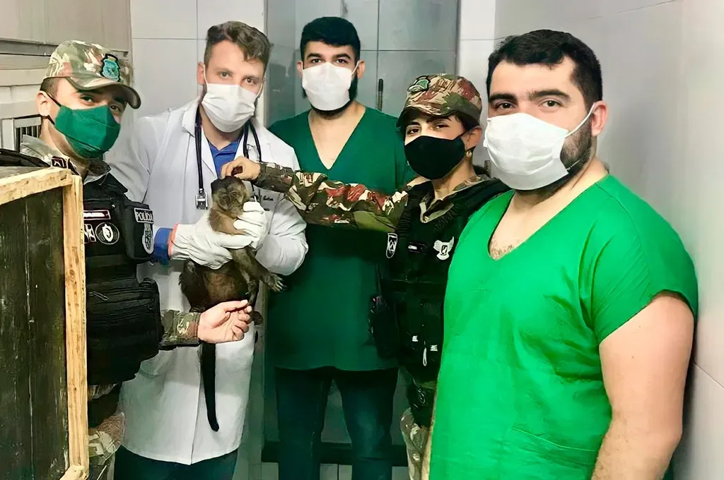 Hospital Veterinário do UNINTA resgata e acolhe Macaco Prego, em Sobral
