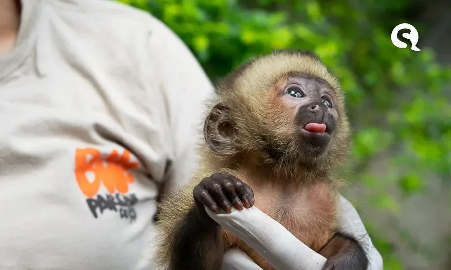 Após invadir casa e tomar café, macaco-prego é “preso” em Sobral