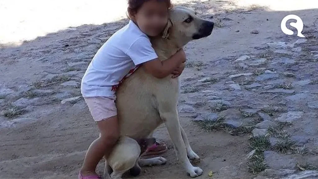 Crueldade: cão é encontrado carbonizado na zona rural de Santa Quitéria