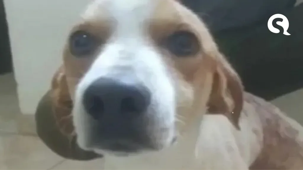 Cachorro fica na frente da dona para salvá-la de marido armado com faca
