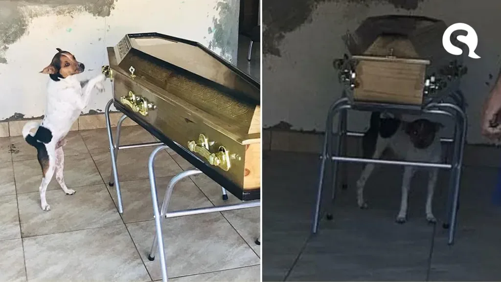 Cachorro chora em velório de tutora e comove amigos e familiares na Bahia