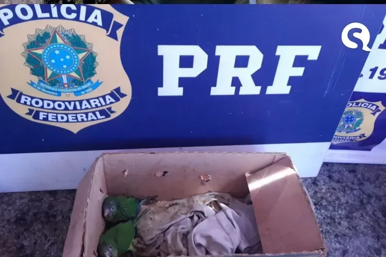 PRF inibe ponto de venda ilegal de animais silvestres em Sobral