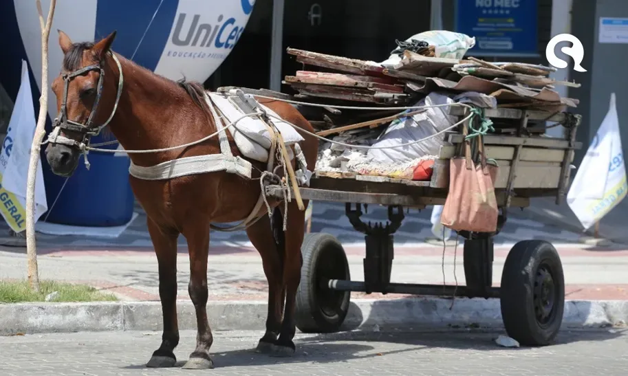 Uso de carroças puxadas por animais é proibido em Sobral; ação visa o bem-estar animal no município