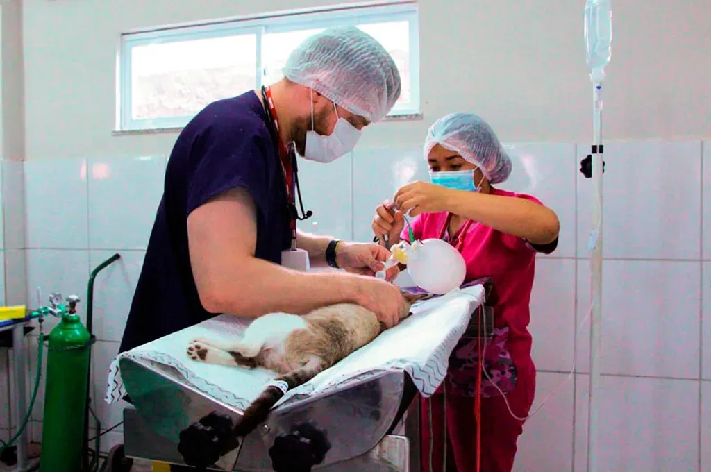 Hospital Veterinário do UNINTA realiza mais de 50 castrações em animais, em Forquilha