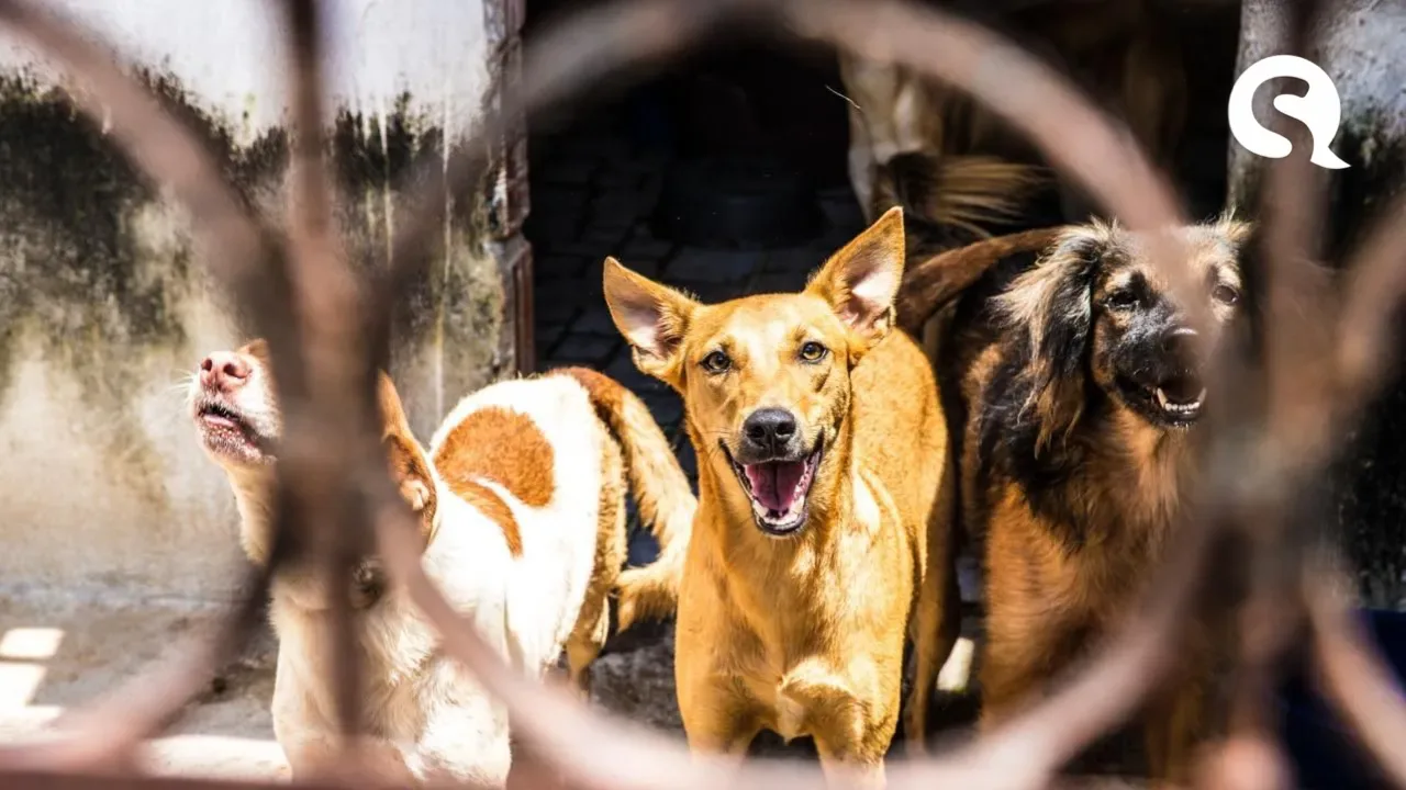 Câmara aprova projeto que proíbe extermínio de cães e gatos por órgãos públicos