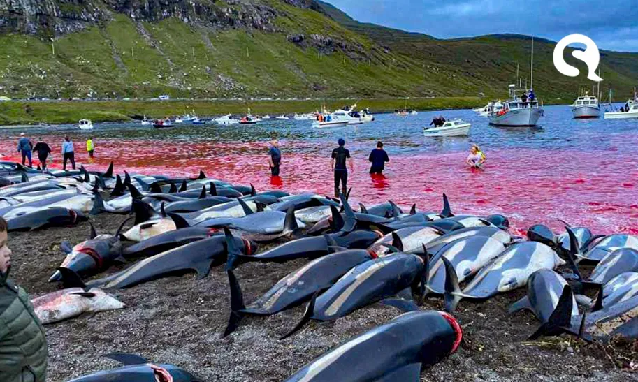 Após mortes de 1,4 mil golfinhos gerarem revolta, Ilhas Faroe prometem rever regulação de caça