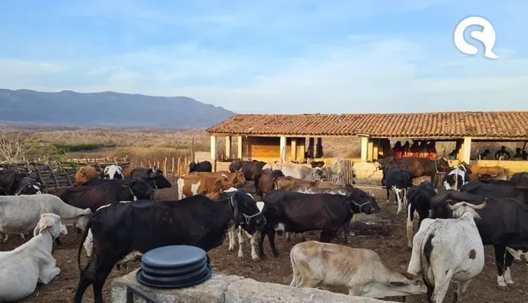 Prefeitura de Sobral apreende 600 quilos de carne bovina clandestina durante fiscalização