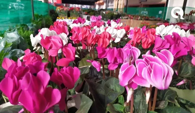 Fortaleza e Sobral recebem Festival de Flores de Holambra
