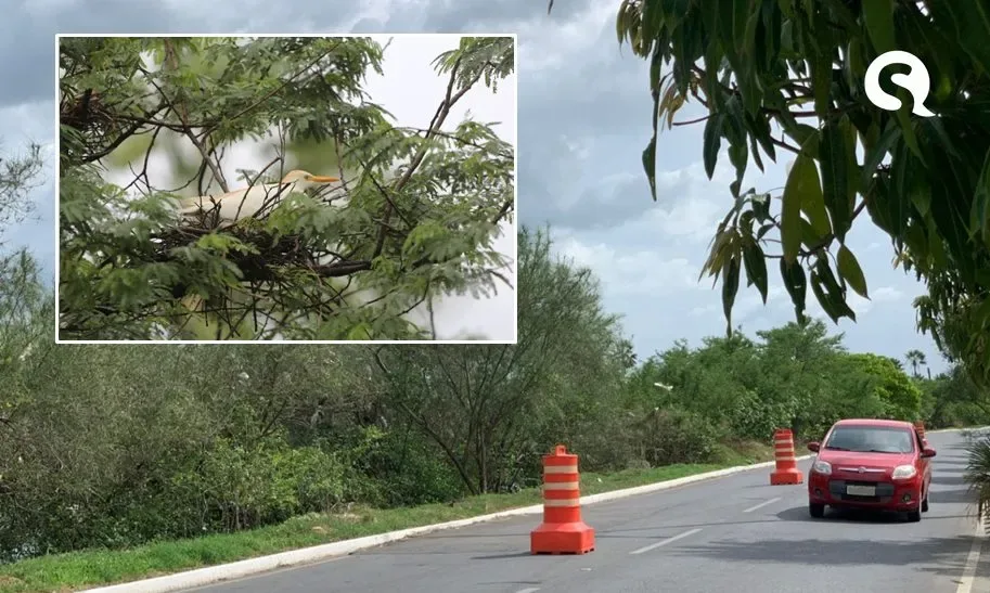 Sobral instala barreiras de redução de velocidade para proteger garças em reprodução