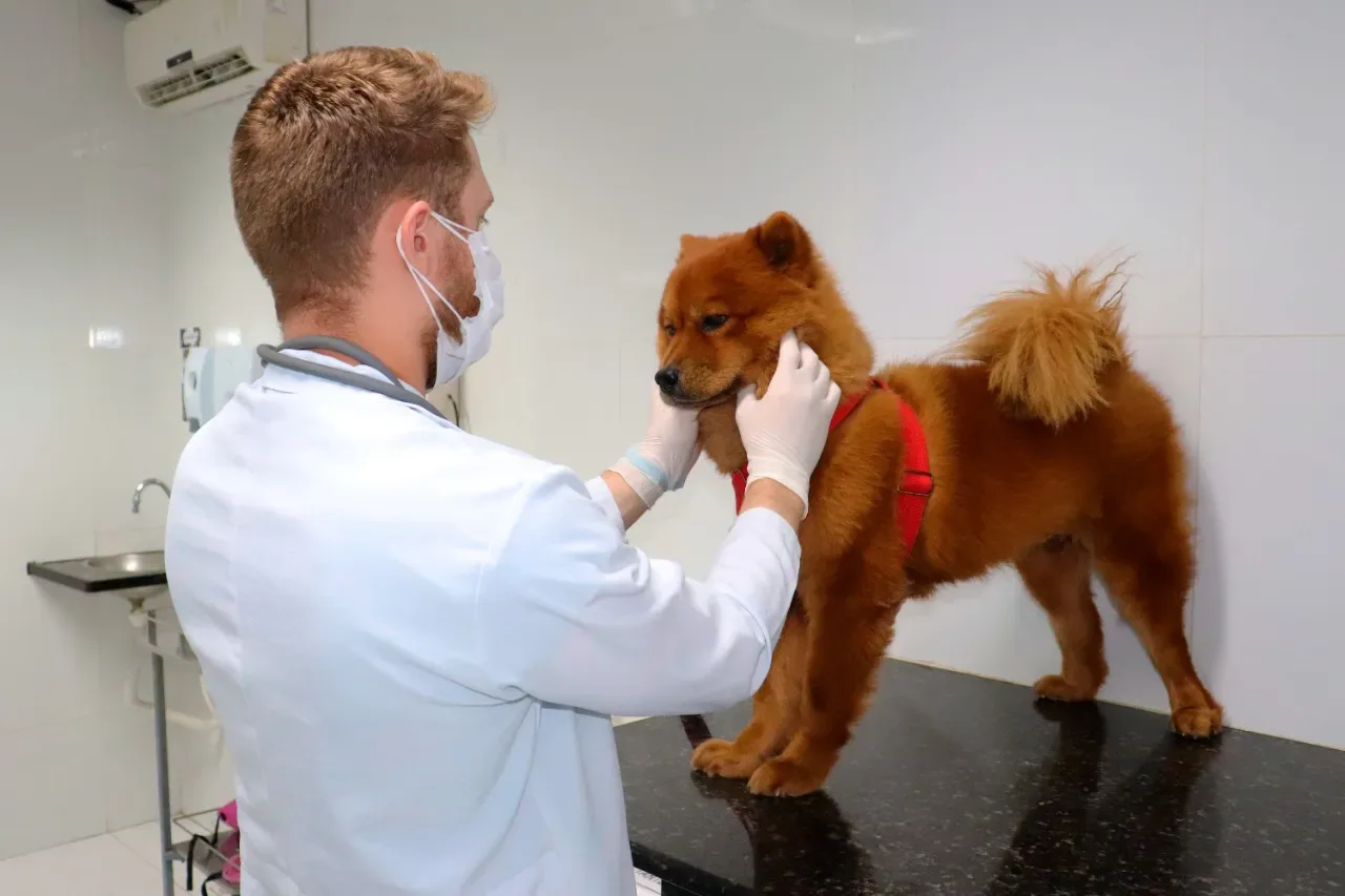 UNINTA AGORA TEM DOUTORADO: Dinter em Ciências Veterinárias, em parceria com a UECE, é o 1º da área da saúde na região norte do Estado