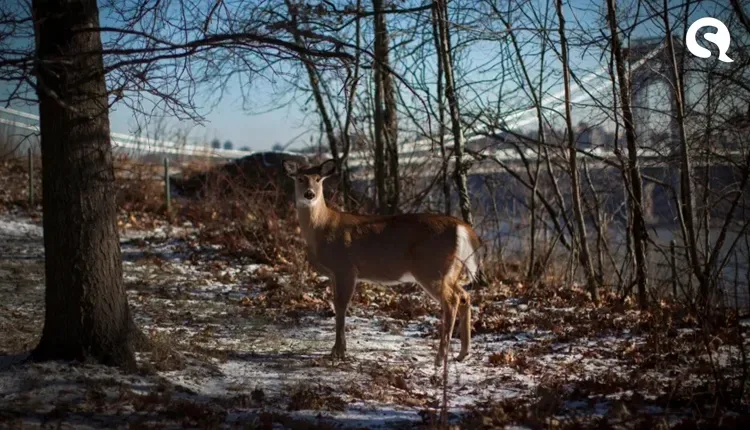 Descoberta de Ômicron em animais em NY gera preocupação sobre novas variantes