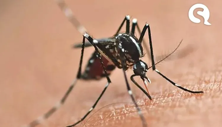 Ceará registra aumento de 153% nos casos de dengue, chikungunya e zika vírus em 2022