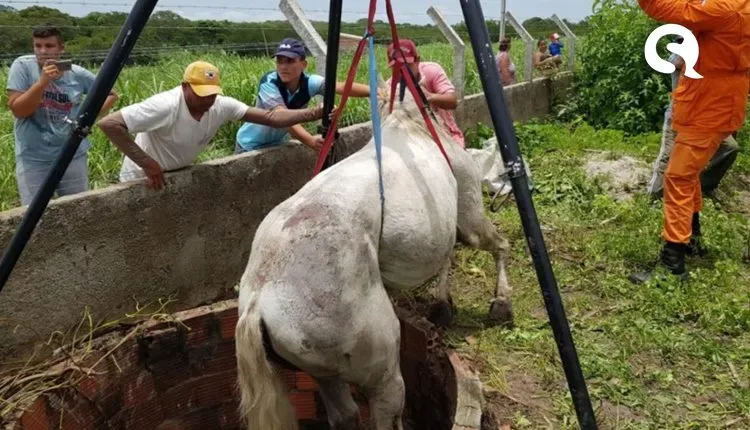 Corpo de Bombeiros resgata cavalo de 250 kg de cacimba, em Itapipoca