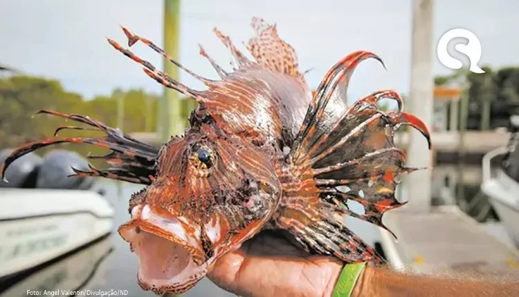 Pescador dá entrada na UPA de Camocim com febre e convulsões após contato com peixe-leão