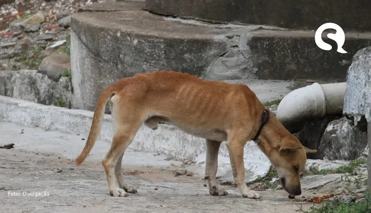 Ocorrências de maus-tratos a animais crescem 24,6% no Ceará