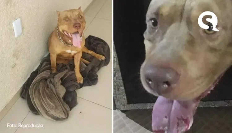 Pitbull se assusta com fogos de artifício, morde tomada e perde parte da língua em Juazeiro do Norte