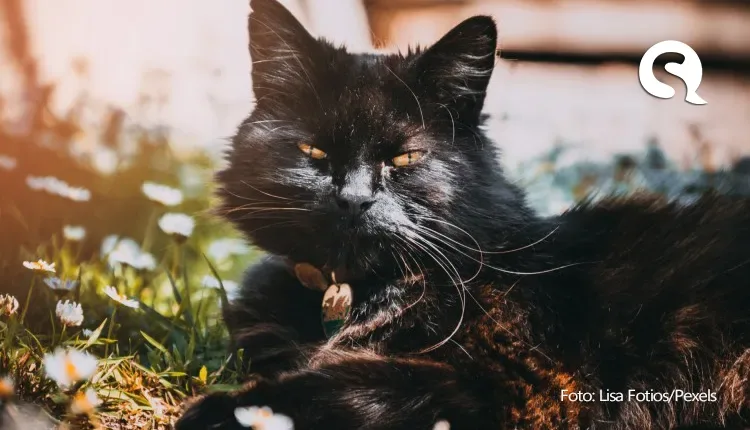 Ceará tem o 1° caso de doença em gatos que pode afetar humanos; veja sintomas