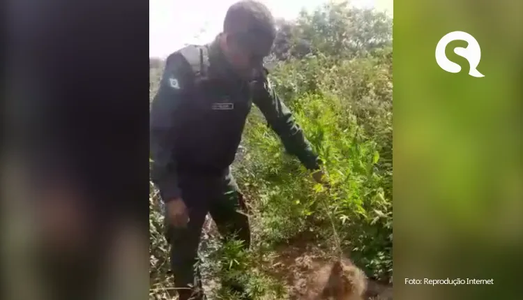 Plantas de maconha são apreendidas em São Benedito em meio a cultura de feijão
