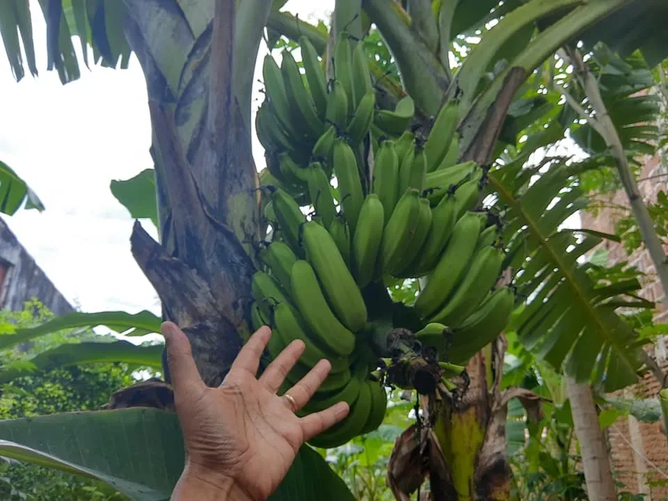 A crise global de alimentos