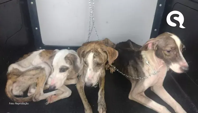 Três cães em situação de maus-tratos são resgatados após serem flagrados comendo as próprias fezes, em Sobral