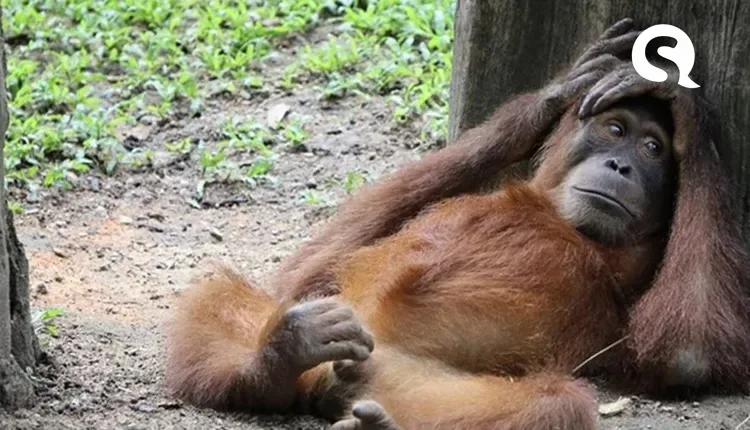 Anvisa pede uso de máscara e distanciamento contra varíola dos macacos
