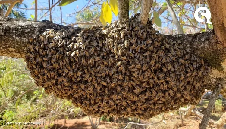 Homem morre após ser atacado por enxame de abelhas em Santa Quitéria-CE