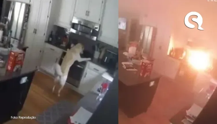 Cachorro incendeia casa após conseguir ligar as chamas do fogão