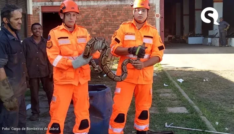 Jiboia é resgatada por bombeiros no Distrito industrial de Sobral