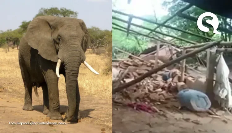 Elefante que matou idosa e a pisoteou em funeral reúne manada e destrói casa da vítima