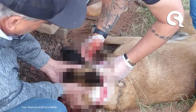 Ex-PM atira em cachorro de vizinho após animal invadir sua chácara