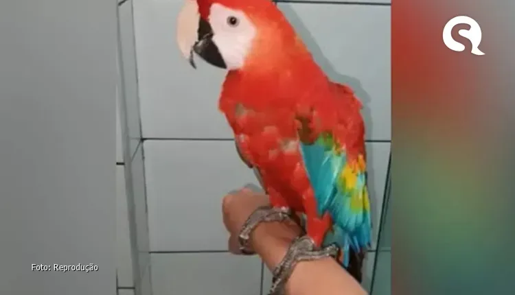 Arara é resgata pela PM após aparecer em quintal de casa