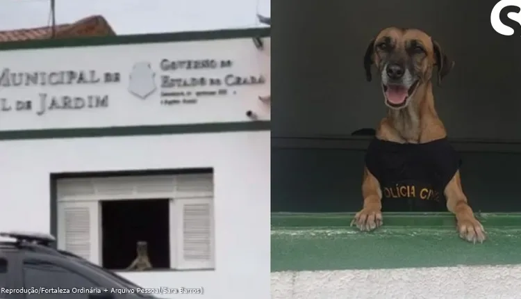 Berenice, a cadela que virou “policial canina” após ser adotada por delegacia no interior do Ceará