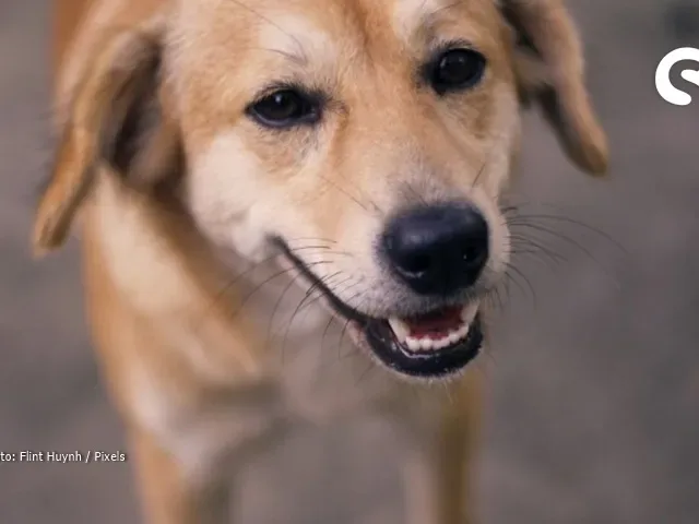 Shopping em Fortaleza terá evento de adoção animal neste sábado, 20