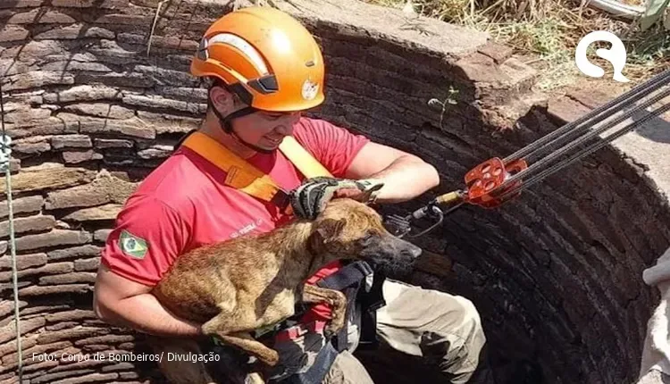 Cão é resgatado de cacimba de 15 metros de profundidade no Ceará