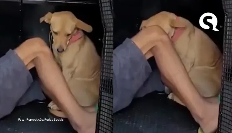 Cachorrinha acompanha tutor em fuga após furto e é “presa”