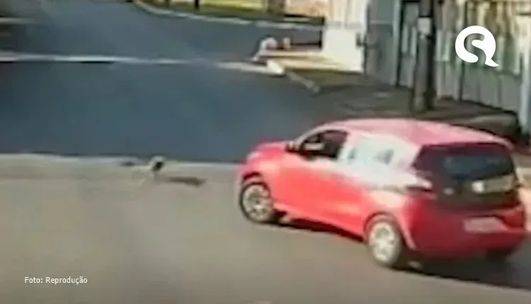 Imagens fortes: motorista atropela cadela e foge sem prestar socorro
