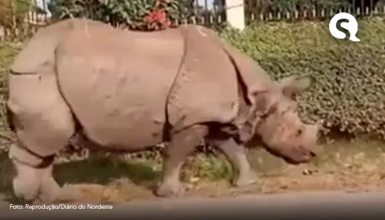 Rinoceronte é flagrado acordando cachorro em rua do Nepal; veja vídeo