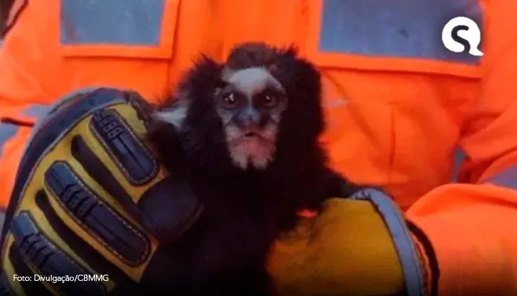 Sagui é socorrido por bombeiros após receber descarga elétrica em MG