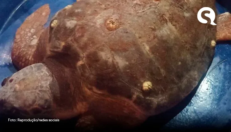 Tartaruga é resgatada em praia de Amontada, no litoral do Ceará
